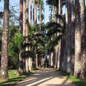 JARDIM BOTÂNICO DO RIO: Natureza, Parquinho e Cultura