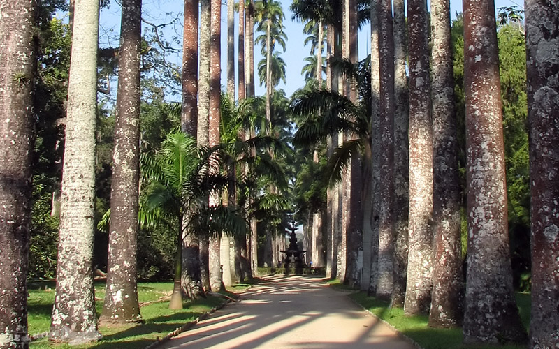 JARDIM BOTÂNICO DO RIO: Natureza, Parquinho e Cultura